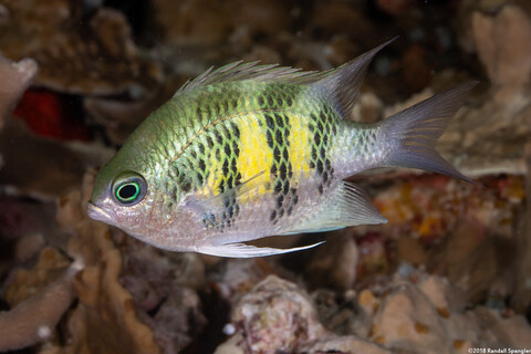 Amblyglyphidodon curacao (Staghorn Damsel)