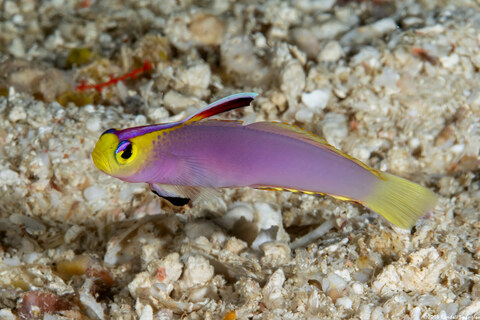 Nemateleotris lavandula (Lavender-Blushed Dartfish)