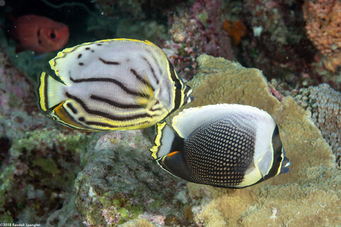 Chaetodon meyeri (Meyer's Butterflyfish); Hybrid of Meyer's and reticulated butterflyfish