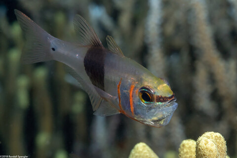 Taeniamia zosterophora (Girdled Cardinalfish); Incubating eggs in its mouth