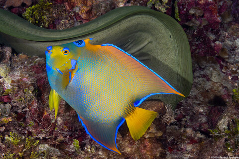 Holacanthus ciliaris (Queen Angelfish); This one has a bite out of its dorsal fin, probably from an eel like the one behind it.