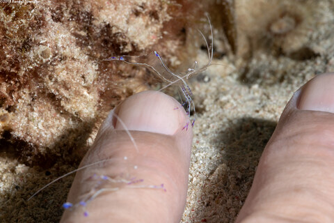Ancylomenes pedersoni (Pederson Cleaner Shrimp); Cleaning my finger