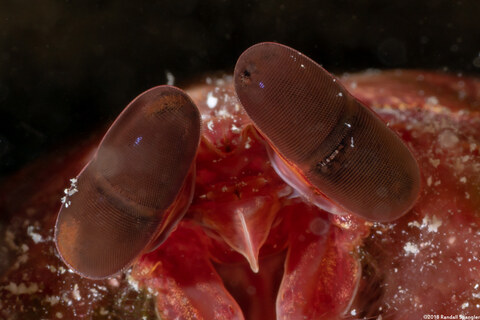 Lysiosquilla glabriuscula (Reef Mantis Shrimp); Mantis shrimps have the coolest eyes