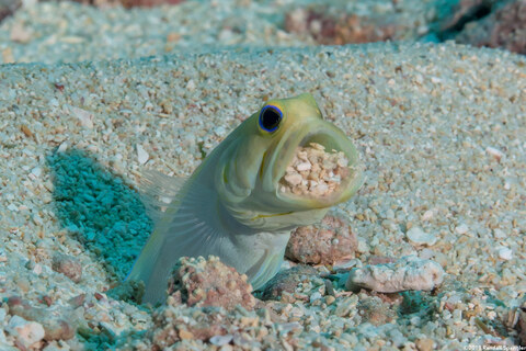 Opistognathus aurifrons (Yellowhead Jawfish); Clearing sand out of its burrow