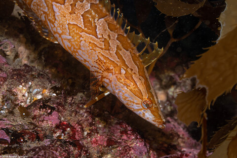 Heterostichus rostratus (Giant Kelpfish)