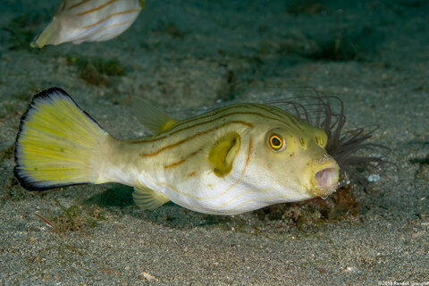 Arothron manilensis (Striped Puffer); Being cleaned by a shrimp
