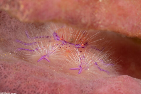 Lauriea siagiani (Hairy Squat Lobster)
