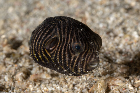 Arothron stellatus (Star Puffer); Young juvenile, only an inch across