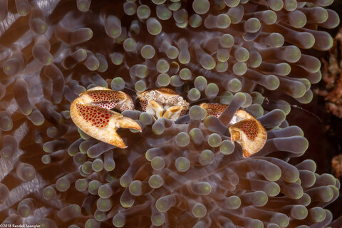 Neopetrolisthes maculatus (Spotted Porcelain Crab)