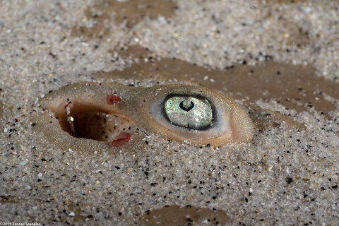 Platyrhinoidis triseriata (Thornback); Close up of eye
