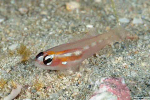Coryphopterus hyalinus (Glass Goby)