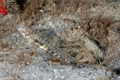 Nes longus (Orangespotted Goby); Goby with two sand snapping shrimp