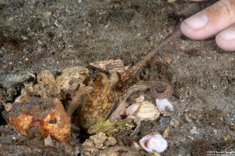 Macrotritopus defilippi (Atlantic Longarm Octopus)