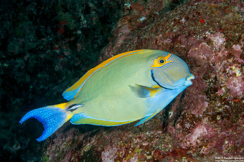 Acanthurus dussumieri (Eyestripe Surgeonfish)