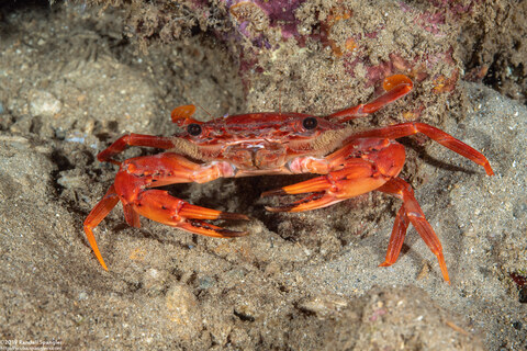 Gonioinfradens paucidentata (Red Swimming Crab)