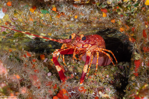 Justitia longimanus (Long-Handed Spiny Lobster)