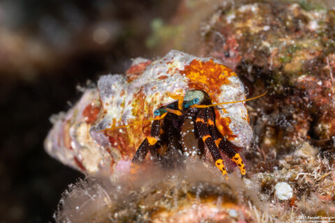 Calcinus pictus (Painted Hermit Crab)