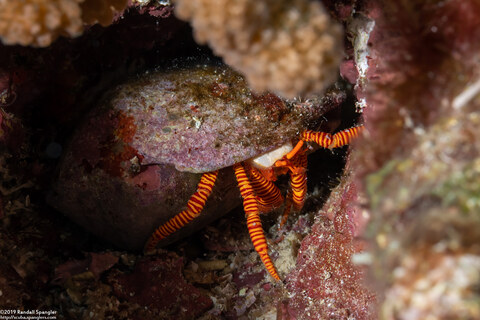 Ciliopagurus strigatus (Cone Shell Hermit Crab)