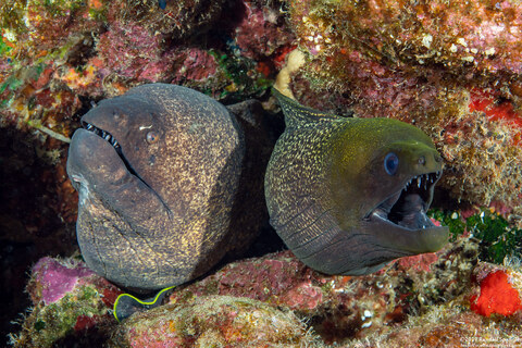 Gymnothorax flavimarginatus (Yellowmargin Moray); Eels sharing a hole