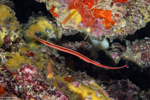 Dunckerocampus baldwini (Redstripe Pipefish)
