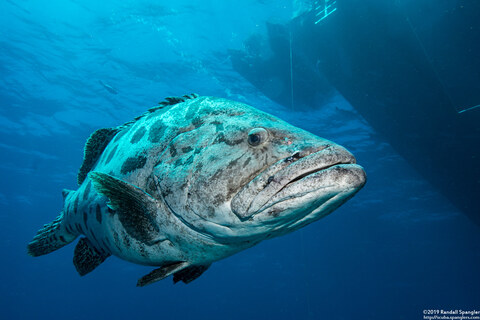 Epinephelus tukula (Potato Grouper)