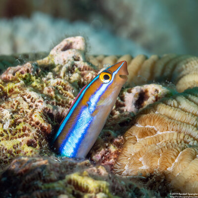 Plagiotremus rhinorhynchos (Bluestriped Fangblenny)