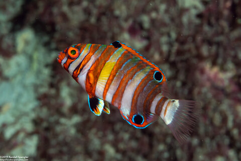 Choerodon fasciatus (Harlequin Tuskfish)