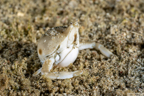 Seulocia pubescens (Olive Purse Crab)