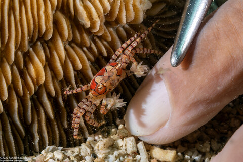 Lybia tesselata (Mosaic Boxer Crab)