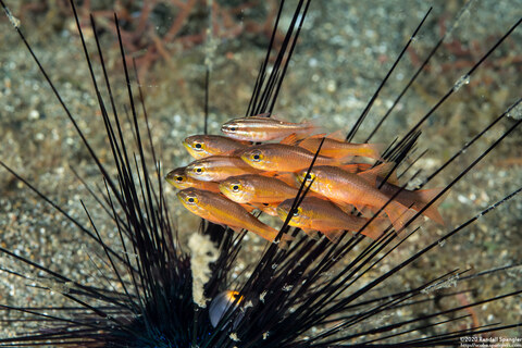 Ostorhinchus chrysotaenia (Yellowlined Cardinalfish); With Moluccan cardinalfish at top