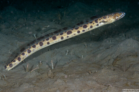Ophichthus triseralis (Pacific Snake Eel)
