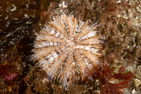 Strongylocentrotus pallidus (White Sea Urchin)