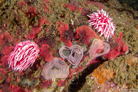 Okenia rosacea (Hopkins' Rose Nudibranch); Nudibranchs with heart-shaped egg spirals