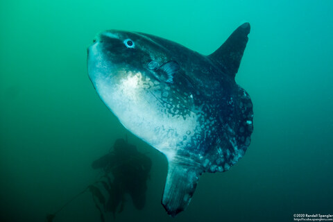 Mola mola (Ocean Sunfish)