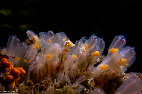 Clavelina huntsmani (Light Bulb Tunicate); Being eaten by Montgomery's flatworms