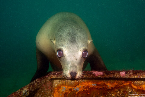 Zalophus californianus (California Sea Lion)