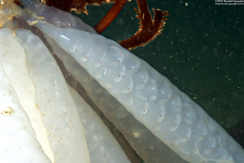 Doryteuthis opalescens (Market Squid); Baby squid with eye spots visible in egg cases