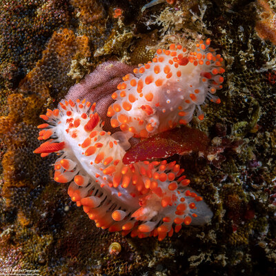 Limacia cockerelli (Cockerell's Dorid)