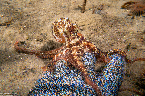 Octopus rubescens (Red Octopus); Investigating my hand