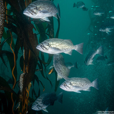 Sebastes mystinus (Blue Rockfish)