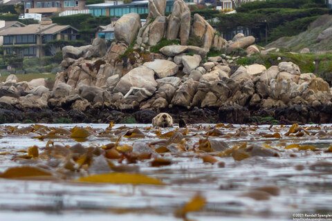 Enhydra lutris (California Sea Otter)