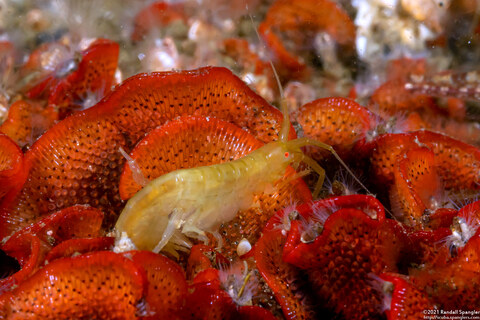 Sunamphitoe humeralis (Kelp Amphipod)