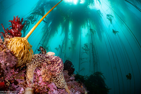 Nereocystis luetkeana (Bull Kelp)