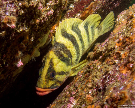 Sebastes serriceps (Treefish)