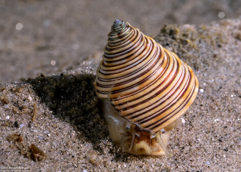 Calliostoma canaliculatum (Channeled Top Snail)