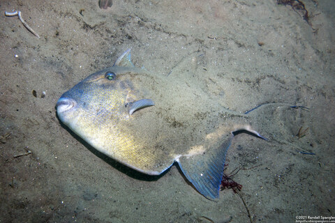 Balistes polylepis (Finescale Triggerfish); Sleeping on the bottom