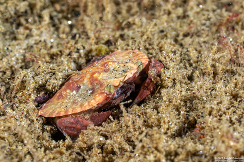 Cancer productus (Red Rock Crab); Tiny juvenile, less than 1" long