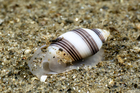 Rictaxis punctocaelatus (Striped Barrel Shell)