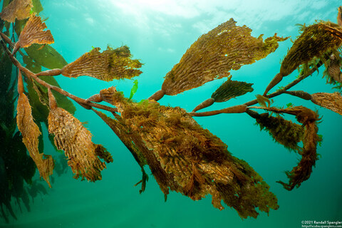 Macrocystis pyrifera (Giant Kelp); Old kelp with other algae growing on it