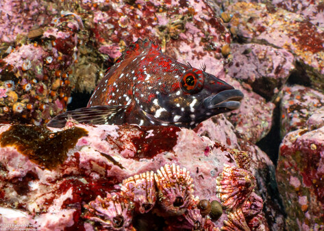 Oxylebius pictus (Painted Greenling)